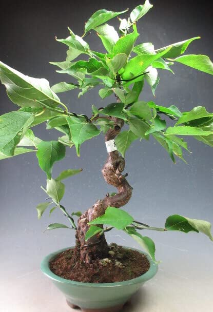 Amazon.co.jp: 盆栽 梅 緑萼(リョクガク)(白花・八重咲き)小 Amazon.co.jp: 盆栽 梅 緑萼(リョクガク)(白花・八重咲き)小
